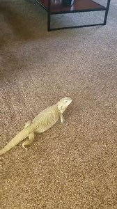 House of Chameleons on Reels