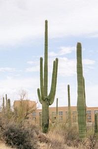 Discover beauty in the quiet moments of the Sonoran Desert. JW Marriott. Stay in the Moment. | JW Marriott Tucson Starr Pass Resort & Spa