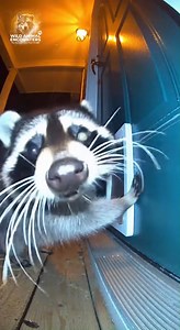 38K views · 154 reactions | POV: You hear scratching at the pet door, and it's not Fido trying to get in. That thing was really determined. Would you go check on it? #wildlife #WildAnimalEncounters #Raccoon #PetDoor #HomeInvasion #DoorbellCam #Suburban | Wild Animal Encounters | Facebook