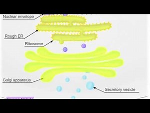 Movie 13 Pulse chase experiment