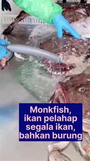 Monkfish: Ikan Sungut Ganda dan Sebutan Biarawan di Laut Utara