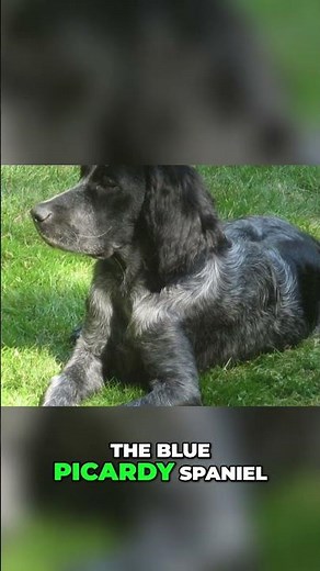 Picardy Spaniel vs Blue Picardy Spaniel - What is the Difference?