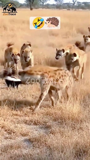 الظربان الدكي يطرد قطيع الضباع ببراعة 🤣 #Shorts