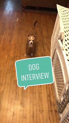 Dog interviews on the way 😎 #viral #foryou #dog #pets #cute #funny #microphone #interview