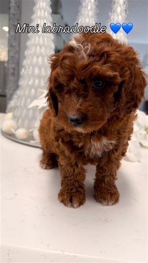 Mini Labradoodles 💙💙 | Country Club Labradoodles