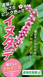 Once Known as "Akamanma" 🌸 Lady's Thumb Growing by the Roadside | Roadside Flower Encyclopedia