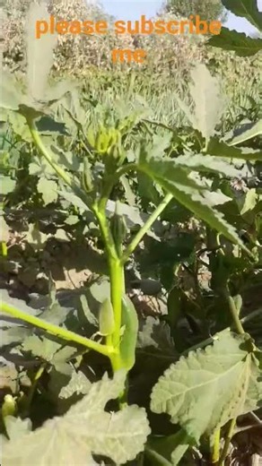 okra bush #farming #agriculture