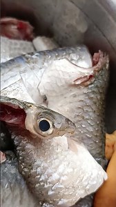 Fish egg first time catching