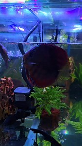 4.3K views · 46 reactions | Discus feeding & Ghost knife fish fight  | AquaFranz | Facebook