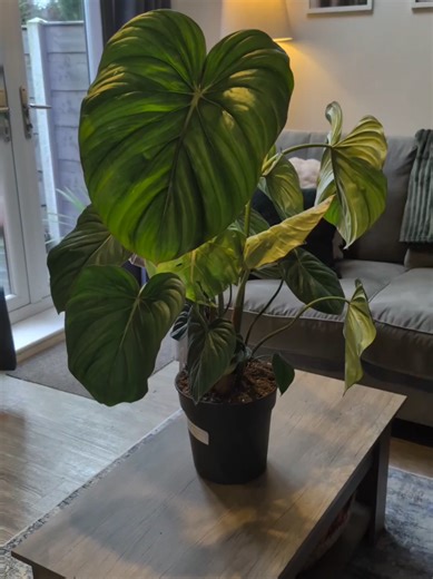 Understanding Philodendron Mcdowell: A Hybrid's Journey