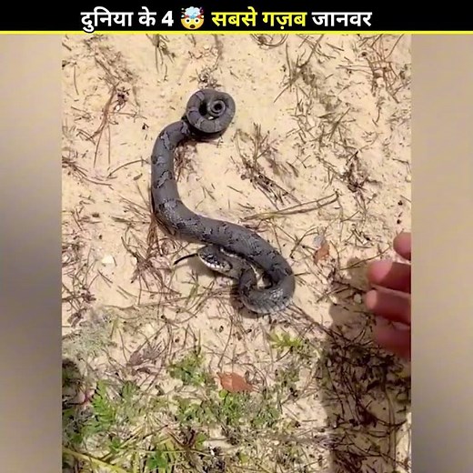 जानवरों के Funny कारनामें देखकर 🤯 हंसी नहीं रोक पाओगे 😂 | #shorts #viral #animals #comedy #funny