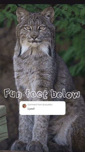 Today’s animal is a lynx, look below for a fun fact! #cute #cat #viral #trending #edit #fypシ