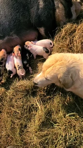 The best guardians!! These Pyr girls are so proud of their piglets!! Kunekune Pigs Kunekune piglets Pigs homestead small farm Tennessee homesteading homesteader Great Pyrenees, great Pyrenees puppies, livestock guardian, livestock Guardian dogs, puppy training, dog training, adorable puppies, working dog, livestock guardian breed, LGD, homestead education, Tennessee farm, dog breeder, big white dog, giant dogs, pyr paw . . . . #hilltopgreatpyrenees #greatpyrenees #livestockguardiandog #greatpyre