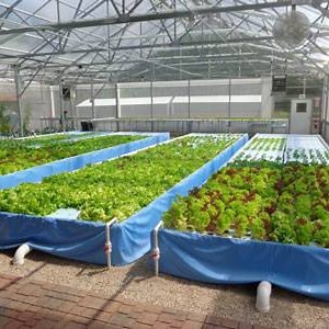 28 reactions | Did you know... When comparing lettuce production...