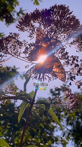 6.9K views · 181 reactions | Here’s what’s coming up at Isha!...