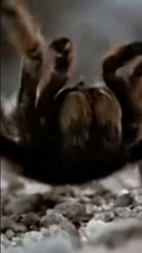 Tarantula VS Scorpion