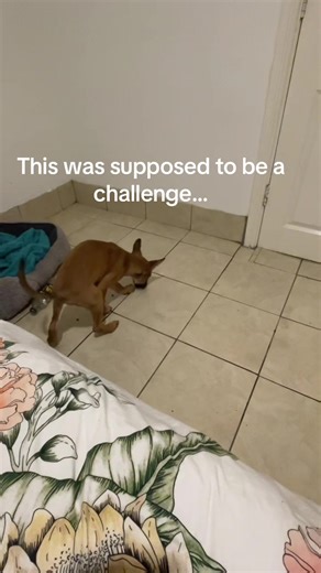 Lasted 10 seconds🥹, guess it’s back to the drawing board ! Any suggestions 🤣#sheprador #puppytok #enrichment #smartpuppy #dogsoftiktok