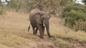 Watch Elephants running down a hill to get to water at Kruger National Park, South Africa. #amazing #wildlife #safari #nature #animals | Wildest Kruger Sightings