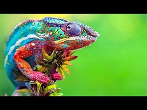 4k Chameleon Changing Colours Demon Timelapse