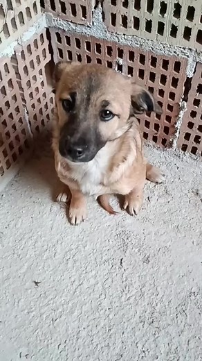 2K views · 124 reactions | Frosinone Chi vuole adottare queste due topoline??? Continuo a chiedermi il perché di tanta cattiveria  Due sorelline abbandonate a Frosinone. Purtroppo, non avendo più posti a disposizione ,siamo costrette a offrire loro una sistemazione precaria. 3 mesi, simil bassottine. Per info 3398362187 | Adotta un cucciolo Frosinone | Facebook