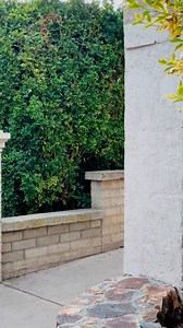 Siempre bien elegante🤠Felices Fiestas❤️ | Taco El Flako