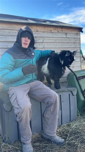 New goat shed reveal! I have battled with goat worms a lot this past year but I’ve found big success in rotating the goats onto different pastures to reduce the effect. Moving the goats before the worm eggs on the field hatch has meant I’ve successfully been able to stay on top off the worm load. I’m excited to see how the goats do with the new home once they have moved. I trust this brand so I expect good things.
