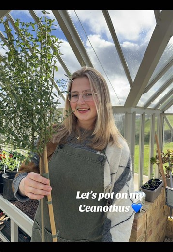 Planting Ceanothus: Stunning Blue Flowers for Your Garden