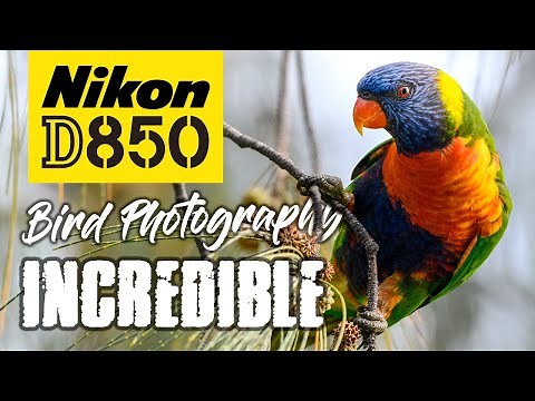 Nikon D850 Bird Photography | Beauty and the 45MP Beast!