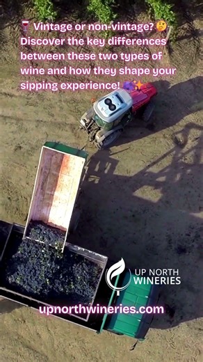 What is the Difference Between Vintage and Non-Vintage Wines?