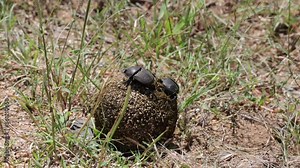 A dung beetle calculating which direction he needs to go