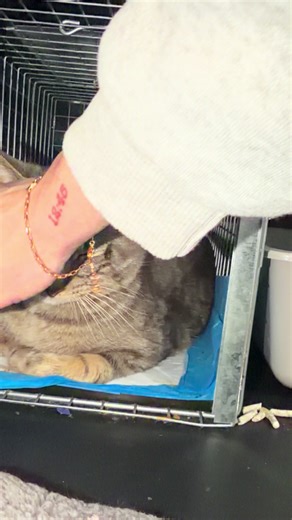 Lazy cat😻 #catsocialization #friendlyrescue #catsoftiktok #bronx #adoptdontshop