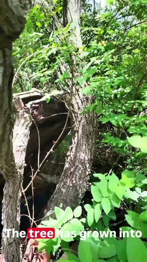 Chevy Impala with Tree growing around the engine #autoarchaeology #junkyard #impala