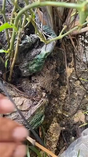 Lo que mi primo encontró en la orilla del río 😱