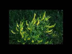 Honigklee, Heilpflanze