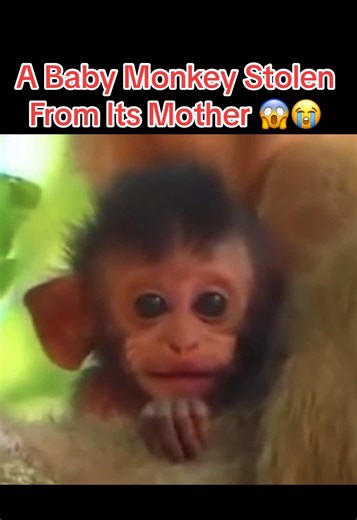 A Baby Monkey's Heartbreaking Story of Separation
