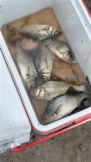 Cooler Full Of White Perch ! #whiteperch #fishing #fish #perch #saltwaterfishing #newjersey #bay