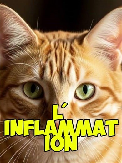 Ce que le ronronnement de ton chat cache vraiment…