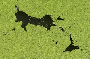 Scientists Create an Algae-Based Biodegradable Plastic | Earth And The Environment