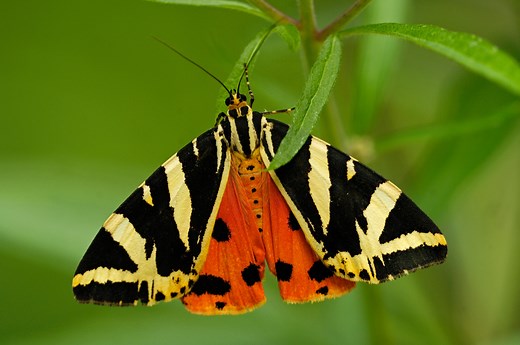 Why you're seeing this vibrant moth more often — and what it’s telling us about the planet