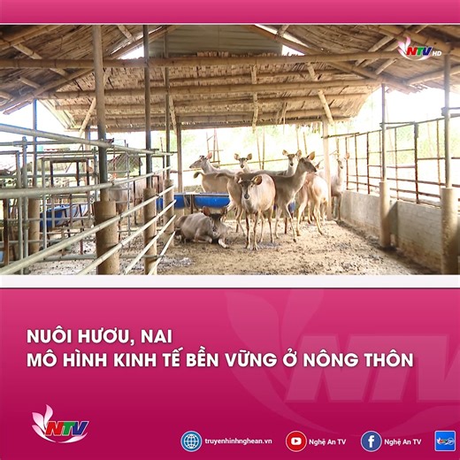 Nghề nuôi hươu, nai đã có mặt khá lâu ở các vùng nông thôn Nghệ An. Khi nhu cầu thị trường tăng cao, giá trị kinh tế lớn, người dân đã dần chuyển sang chăn nuôi quy mô lớn hơn, áp dụng các kỹ thuật tiên tiến để nâng cao năng suất và chất lượng đàn hươu, nai. -- #truyenhinhnghean | Truyền hình Nghệ An