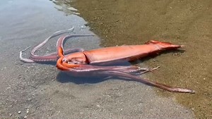 Giant squid found alive on beach in Japan