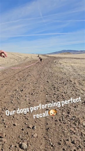 12 reactions | Recall is 100% obtainable with the right training,...