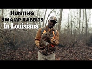 Hunting Swamp Rabbits in Louisiana
