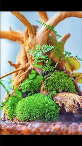 make a mobile moss and fern island in terrarium #terrarium#moss