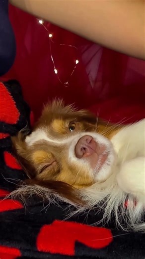 DOG ASMR Brushing, Scratching and Petting | To Help You SLEEP #asmr #asmrsleep #asmrdog