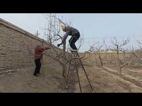 How to prune pear trees? The process of pruning pear trees in winter.#farmers #fruittrees #peartree