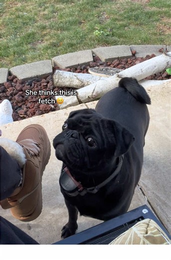 Poppy vs. Eevee 😂 #dogsoftiktok #pugs #familylife