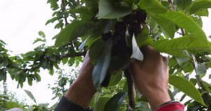 Professional cheery picker working in the industrial cherry plantation. Migrant worker picking sweet raw cherry from the tree Stock Video