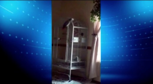 Murder victim's parrot: 'Don't F#$%ing shoot!'