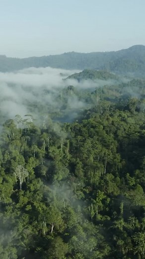 Why are trees a solution to the climate crisis? From carbon sequestration to storm surge protection, trees play a pivotal role. Here are five reasons why they should be valued as a critical part of the solution: 🔗bit.ly/43dEHBE #Trees4Resilience #cop30belém | CIFOR-ICRAF